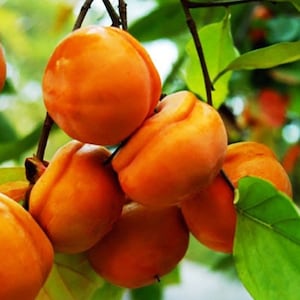 May include: A cluster of ripe orange persimmons hanging from a tree branch. The persimmons are smooth and glossy, with a slightly textured surface.