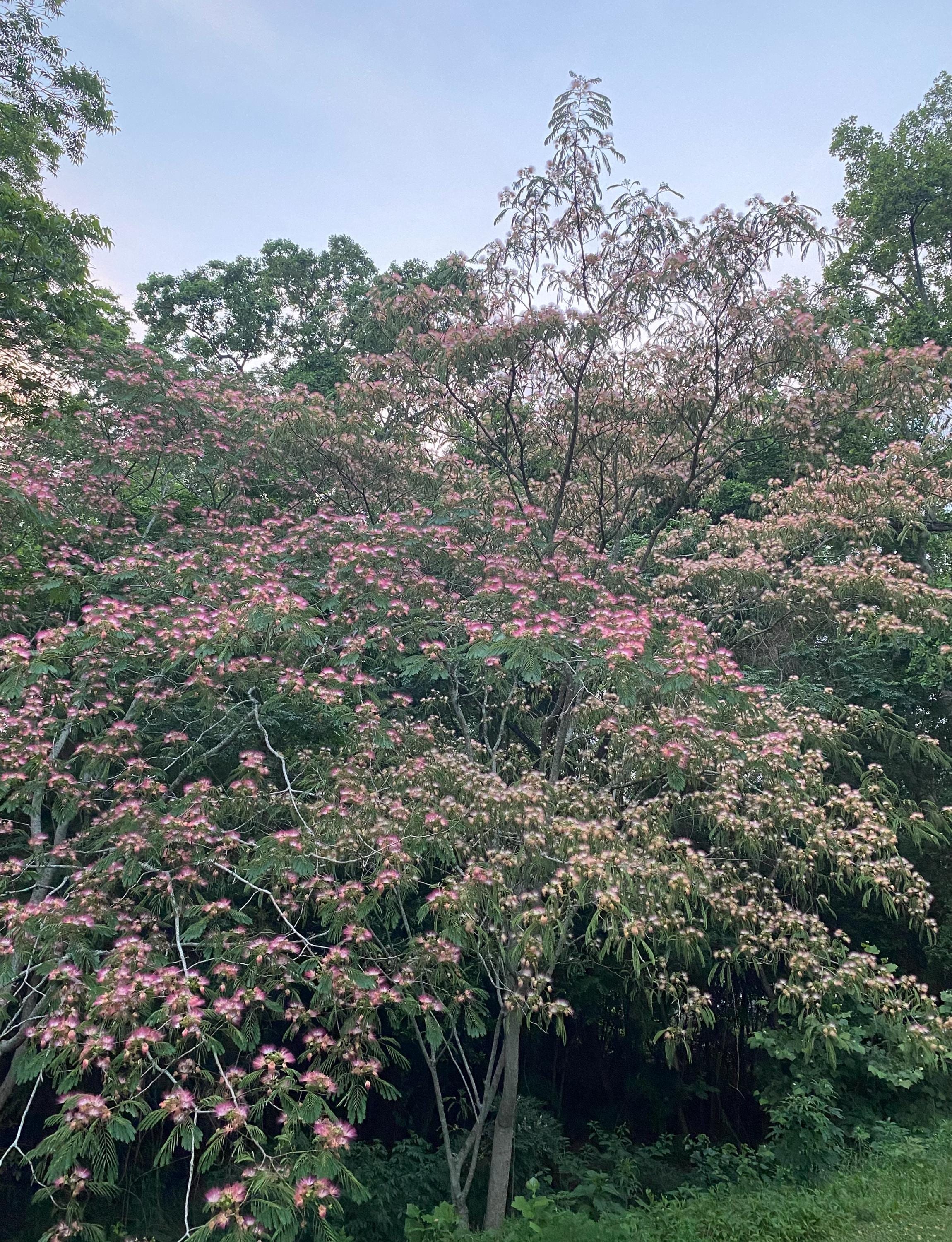 Mimosa Tree Live 4-6 Foot Tall Shade Trees Healthy Plants