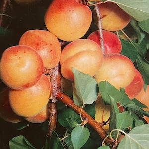 May include: A close-up of a branch of a tree with many ripe apricots. The apricots are a bright orange color and have a fuzzy texture. The leaves of the tree are green and lush.