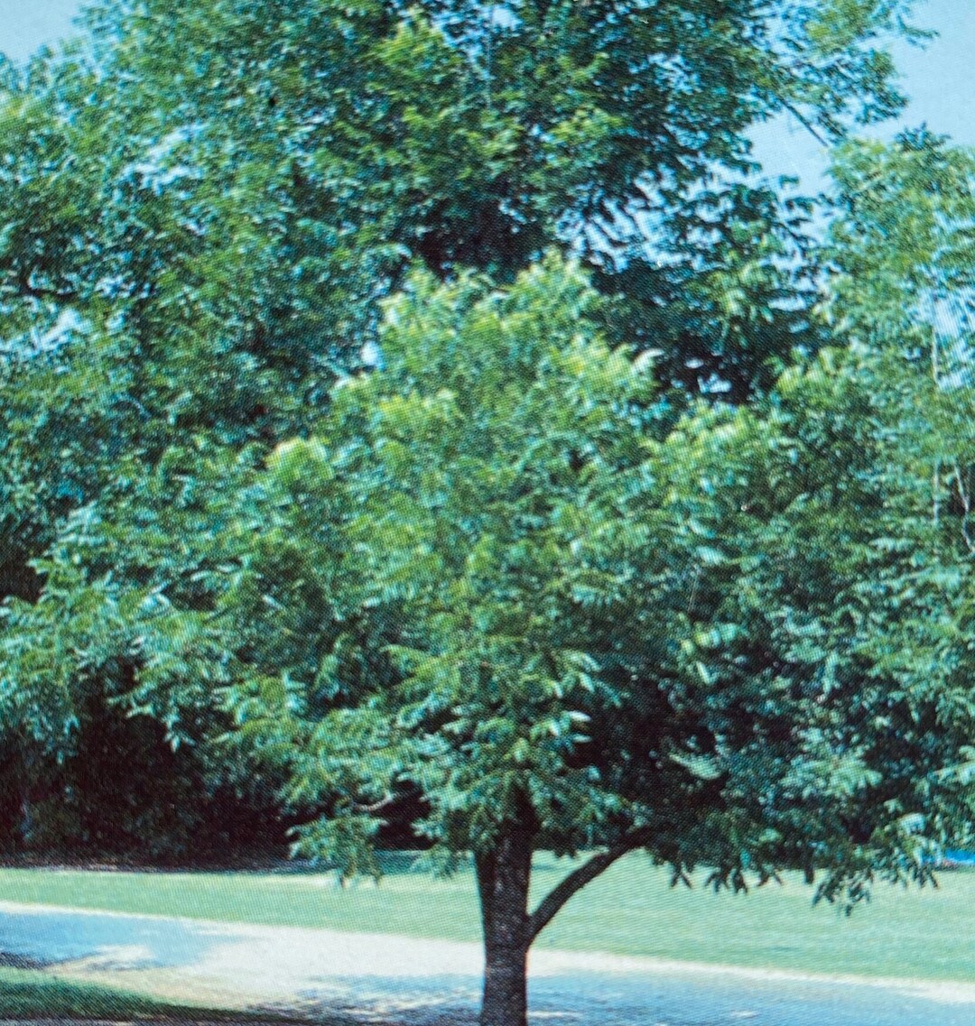 Elliott Papershell Pecan Tree Live 46 Foot Tall Shade Trees Plant