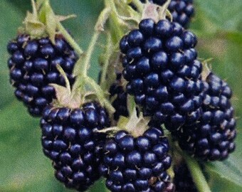 May include: Close-up of a cluster of ripe blackberries, still attached to the vine. The berries are dark purple and have a glossy sheen.