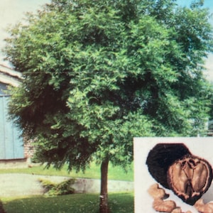 May include: A mature tree with dense green foliage and a brown trunk stands in a grassy area. A smaller inset image shows a black walnut, halved to reveal the nut, and several whole nuts.