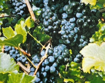 May include: Close-up of a bunch of dark purple grapes hanging from a vine. The grapes are surrounded by green leaves.