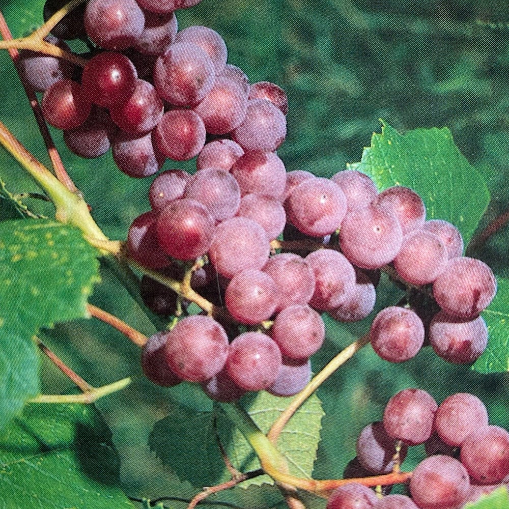 Red Catawba Grape Vine Live Berry Plant Healthy Garden Plants Organic
