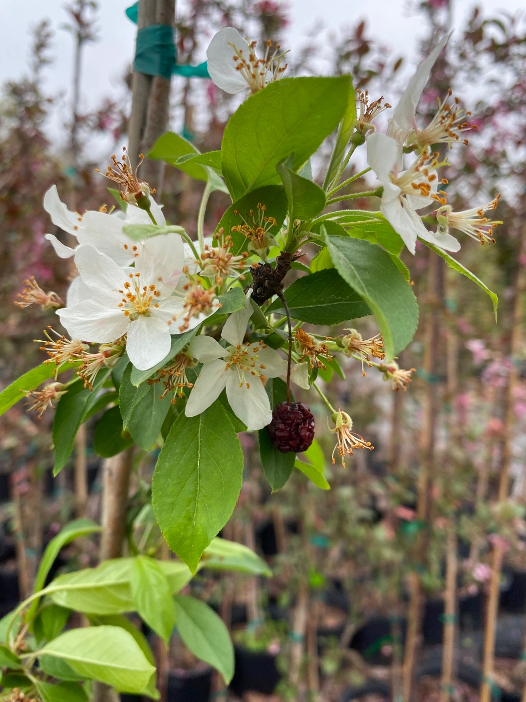 Sugar Tyme Flowering Crabapple Tree Live 4-6 Foot Tall Trees Ornamental ...