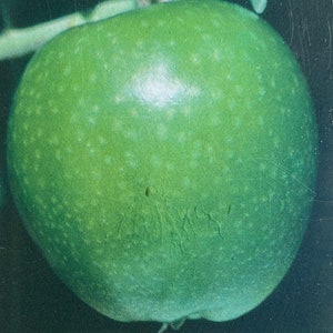 May include: A green apple with a smooth, shiny skin and a few small brown spots. The apple is slightly bruised on the side.