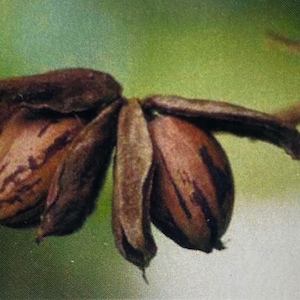 May include: Two brown pecan nuts still in their husks, with the husks partially open, showing the nuts inside. The nuts are on a branch with a green background.