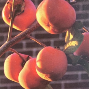 May include: Close-up of five orange persimmons on a branch against a brick wall background.