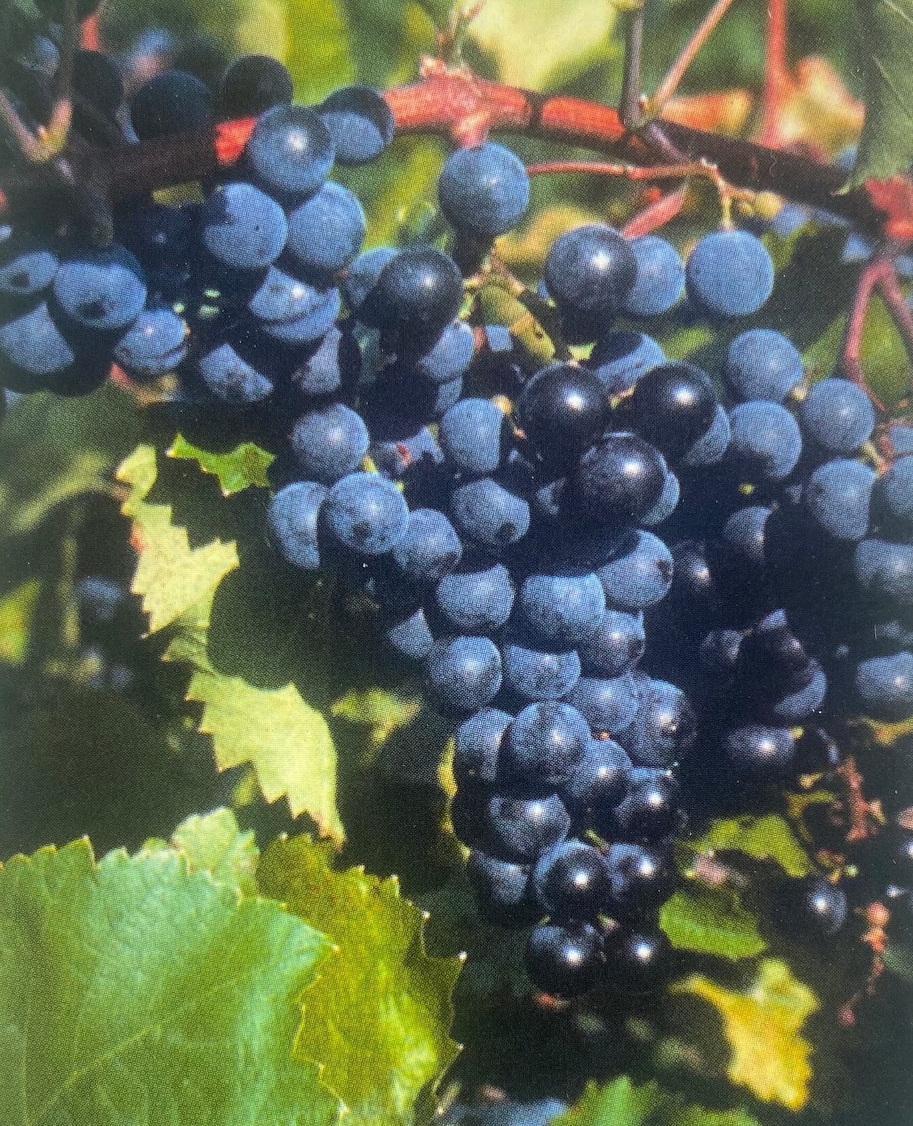 Concord Grape Vine Live Plant Healthy Garden Plants Berries Wine Fruit ...