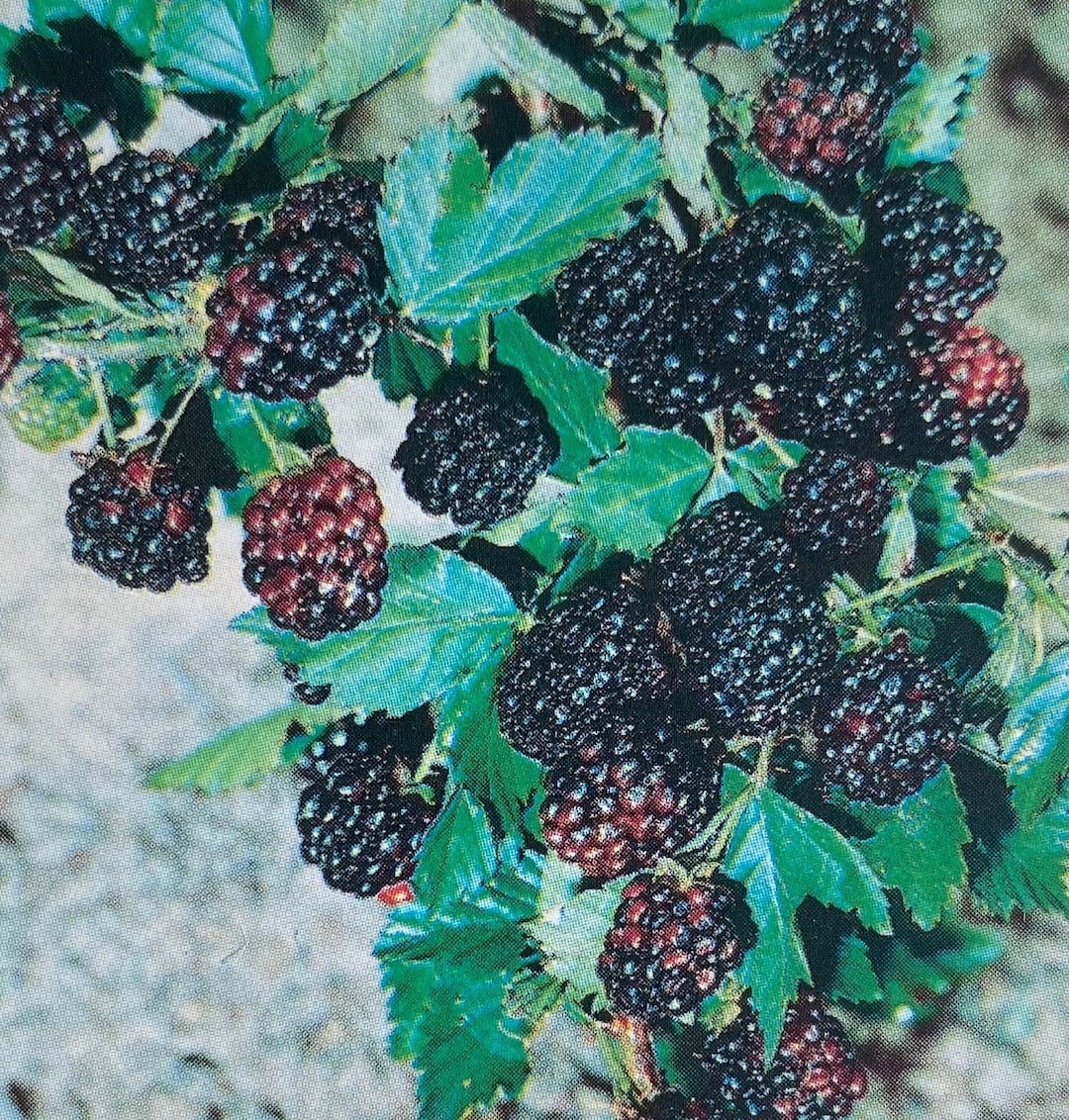 Kiowa Thornless Blackberry Live Bush Plant Healthy Garden Plants Proven
