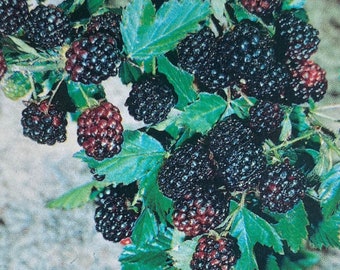 May include: A close-up of a branch of ripe blackberries, some are still green, with green leaves.