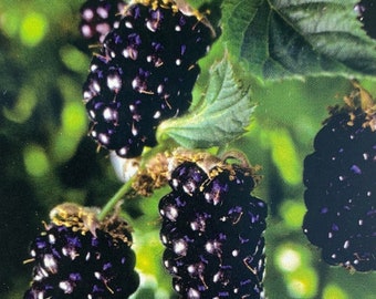 May include: Close-up of four ripe blackberries growing on a green vine. The berries are dark purple and have a shiny, glossy finish.