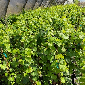 May include: A greenhouse filled with rows of young grape vines. The vines have vibrant green leaves and are supported by thin, brown stems. The scene is bathed in natural light, creating a lush, thriving environment for the plants.