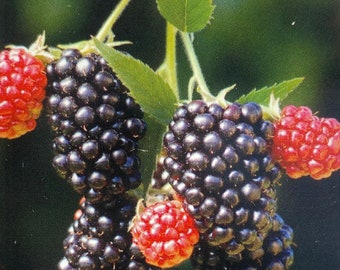 May include: A close-up of a branch of ripe blackberries and red raspberries. The blackberries are dark purple and the raspberries are a bright red.