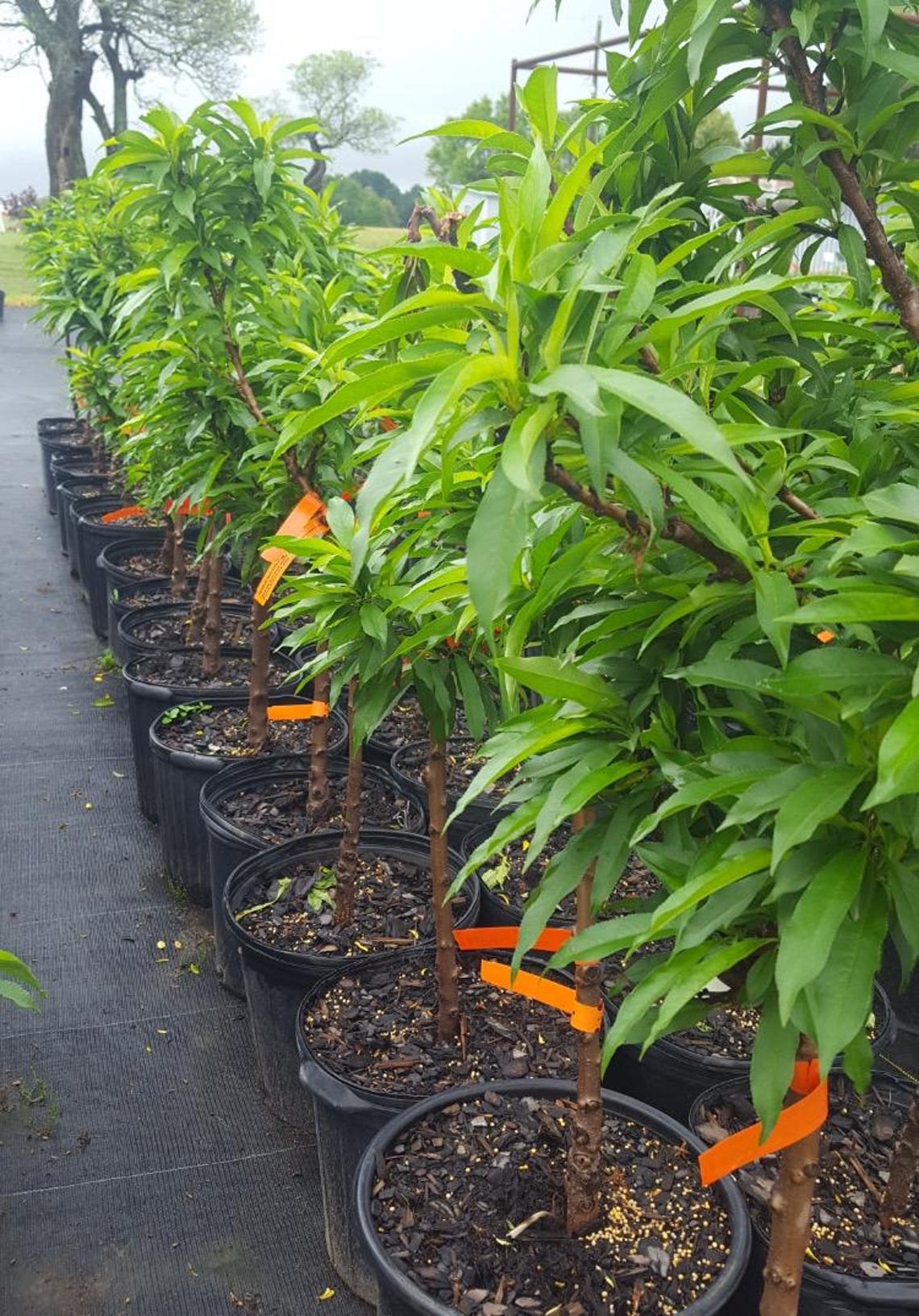 Necta Zee Dwarf Nectarine Tree Live 3-4 Foot Tall Fruit Trees Healthy ...