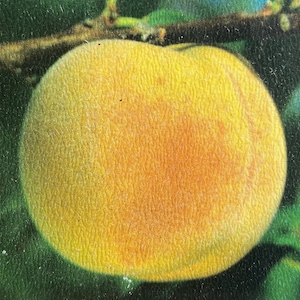 May include: A close-up of a yellow peach with a slightly orange hue. The peach has a textured skin and is slightly out of focus.
