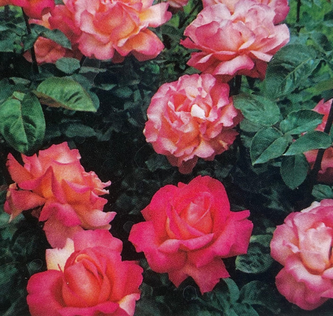 Chicago Peace Hybrid Tea Rose Live Healthy Plant Fragrant Bush ...