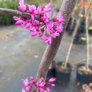May include: A close-up of a branch with pink flowers. The branch is brown and has a rough texture. The flowers are in bloom and are a vibrant shade of pink.