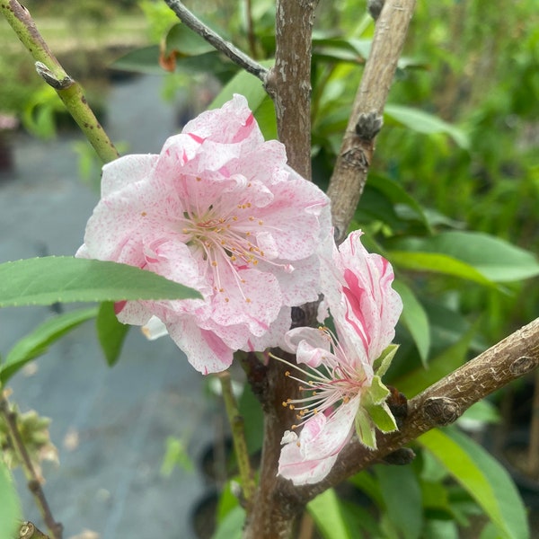 Peppermint Flowering Peach Tree Live 4-6 Foot Tall Trees Ornamental Landscape Healthy Plants Home Garden Plants Gardening