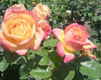 Love and Peace Hybrid Tea Rose Live Healthy Plant Fragrant Bush Flowering Shrub Plants Roses