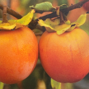 May include: Two ripe orange persimmons hanging from a branch. The persimmons are smooth and have a slightly textured surface.