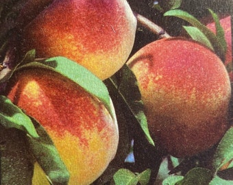 May include: Close-up of three ripe peaches on a branch with green leaves. The peaches have a gradient of colors, from yellow to red, with a slightly fuzzy texture. The image is a close-up, highlighting the fruit's details.