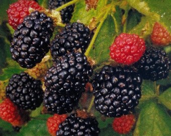 May include: Close-up of a cluster of ripe blackberries, some still attached to the vine, with a few red berries visible.