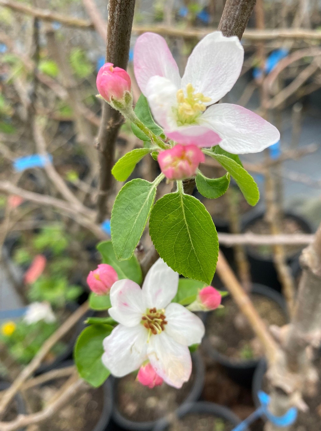Enterprise Apple Tree Live 4-6 Foot Tall Fruit Trees Healthy Plants ...