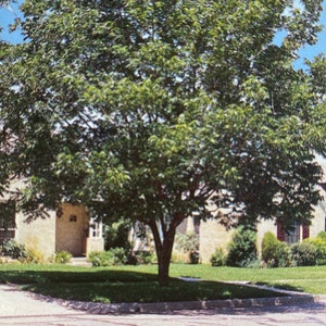 May include: A large green tree with a thick trunk and many branches, growing in front of a house with a light brown facade. The tree is in full leaf and casts a shadow on the lawn.