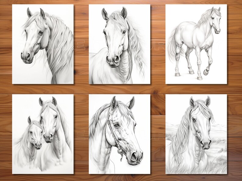 May include: Six black and white pencil drawings of horses. The drawings feature different poses and angles of the horses, including a close-up of a horse's head, a horse standing with its head held high, and a horse with its head lowered.