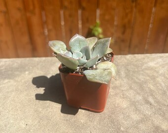 Echeveria 'Perle von Nurnberg 2" Starter Plant