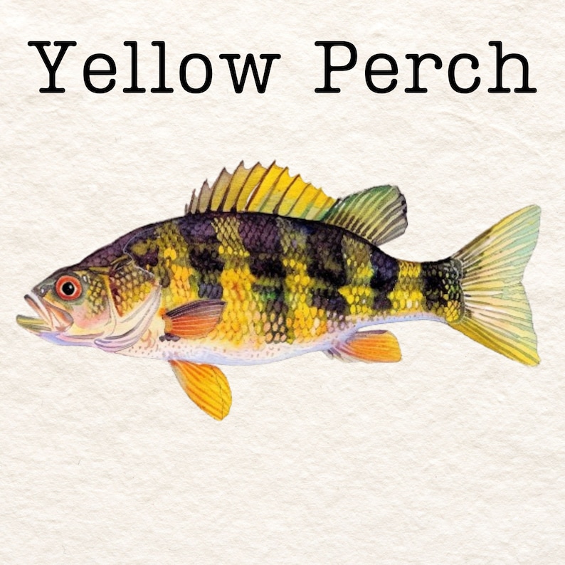 May include: A yellow perch fish with black and yellow stripes. The fish has a white belly and orange fins.