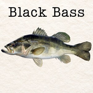 May include: A black bass fish with a white belly and dark green and brown markings. The fish is swimming to the right.
