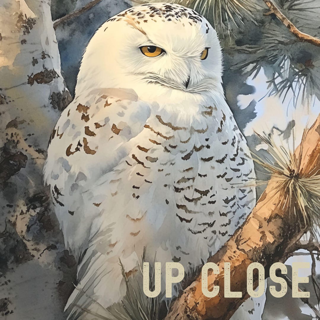 Snowy White Owl Art Print, Watercolor Wildlife Art, Winter Bird Wall ...