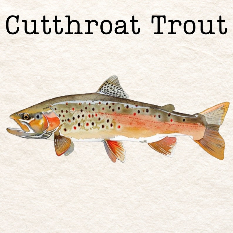 May include: A watercolour painting of a cutthroat trout, a type of fish with a distinctive red stripe along its lower jaw. The fish is depicted in side profile, with its body coloured in shades of brown, orange, and white. The background is a light beige.