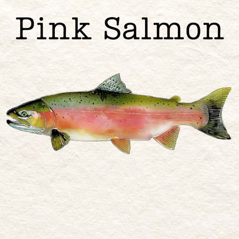 May include: A watercolour painting of a pink salmon fish with green and brown scales and a pink belly. The fish is swimming to the right. The text "Pink Salmon" is written above the fish.