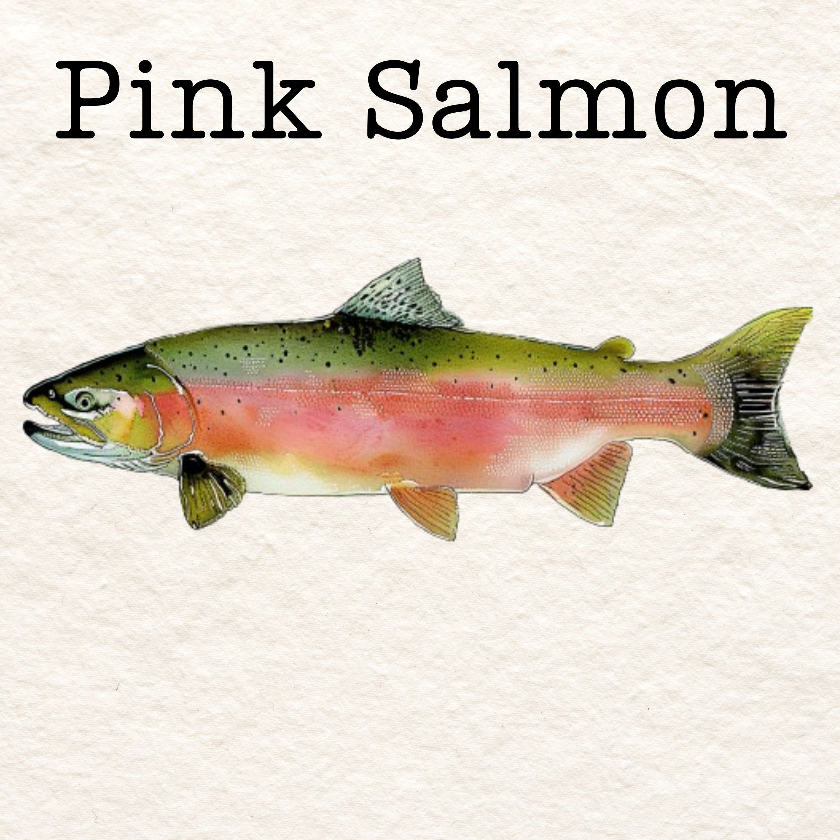 Freshwater Fish Vinyl Stickers, Weatherproof Stickers, Bright Colored ...