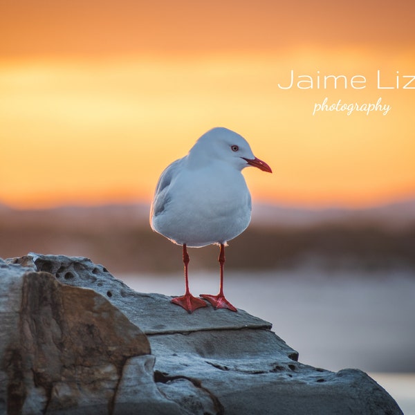 Seagull at Sunset: Nature Photography, Beach, Digital Download