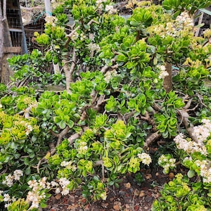 5 Jade plants healthy succulents cuttings live plants from Big island Hawaii