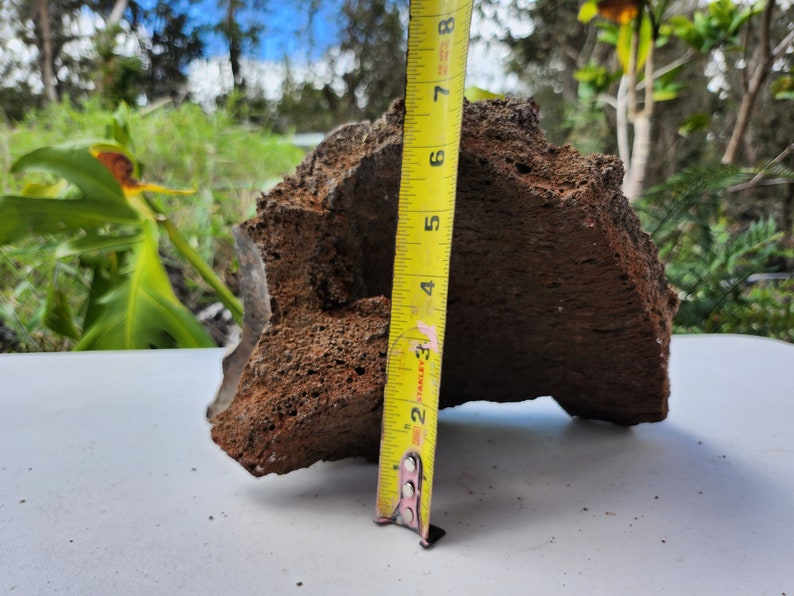 Hawaiian Rocks Hawaiian Lava Rock Natural Aquarium & Terrarium Decor Two Rocks - Etsy