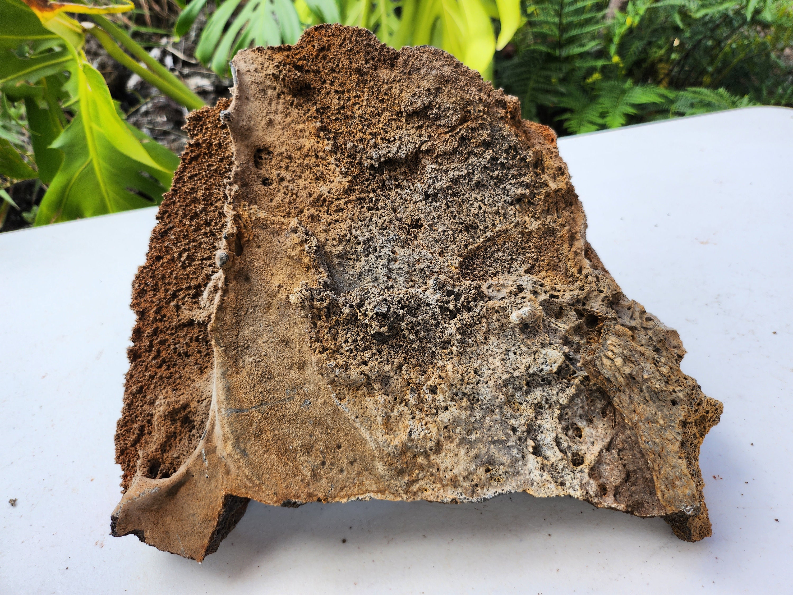 Hawaiian Rocks Hawaiian Lava Rock Natural Aquarium & Terrarium Decor Two Rocks - Etsy