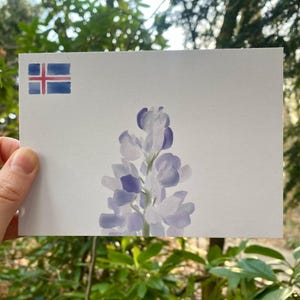 POSTKARTE "Island Lupine" | Skandinavien | Reisen | Minimalismus | Island | Blume | DIN A6 | 400g Recyclingpapier | Nachhaltigkeit