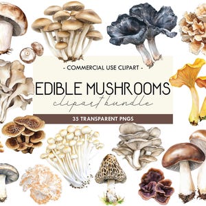 Clipart di funghi ad acquerello, Clipart autunnale, Clipart del Ringraziamento, Fungo della foresta autunnale, Bosco di funghi, Funghi commestibili, Giardinaggio, PNG
