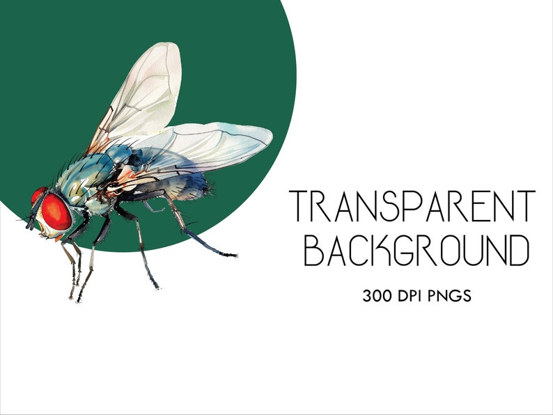 Może przedstawiać: Aquarela przedstawiająca niebieską i zieloną muchę z czerwonymi oczami. Mucha siedzi na zielonym kole na białym tle. Pod muchą widnieje tekst "TRANSPARENT BACKGROUND 300 DPI PNGS".