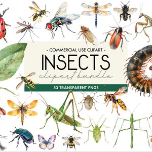 Insekten Aquarell Clipart, Käfer Illustrationen, Gruselige Krabbelgrafik, Marienkäfer, Biene, Gottesanbeterin, Motte, Transparente PNG, Digital Download