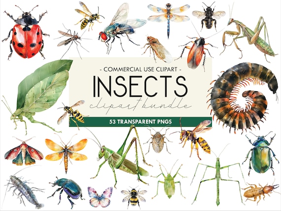 Watercolor Insects Clipart: Bug Illustrations, Transparent PNG (Digital Download)