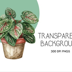 Op de afbeelding: Een plant in een pot met groene en rode bladeren. De plant staat in een bruine pot met een rode rand. De achtergrond is een lichtgroene cirkel.