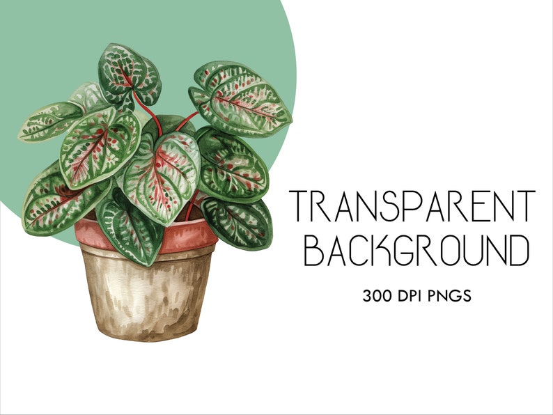 Op de afbeelding: Een plant in een pot met groene en rode bladeren. De plant staat in een bruine pot met een rode rand. De achtergrond is een lichtgroene cirkel.