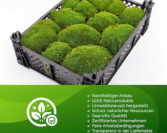 1 Kiste Echtes Moos - Kugelmoos  - echtes frisches Bollenmoos - Mooskugeln - Osterdeko - Frühlingsdeko