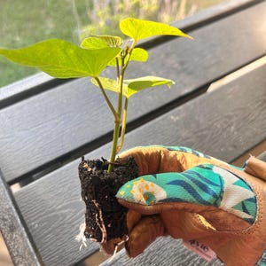 May include: A small plant with bright green leaves is held in a gardening glove. The plant's roots are visible, emerging from a dark soil block. The glove has a brown leather palm and a patterned fabric back.